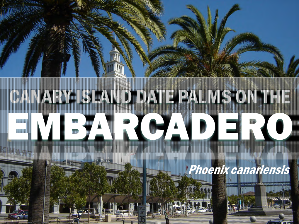 Canary Island Date Palms on the Embarcadero