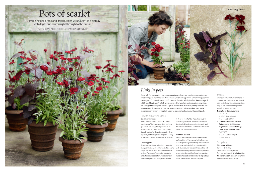 Pots of Scarlet Planting Ideas Combining Deep Reds and Dark Purples Will Guarantee a Display with Depth and Drama Right Through to the Autumn 2