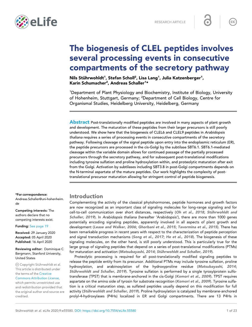 The Biogenesis of CLEL Peptides Involves Several Processing Events