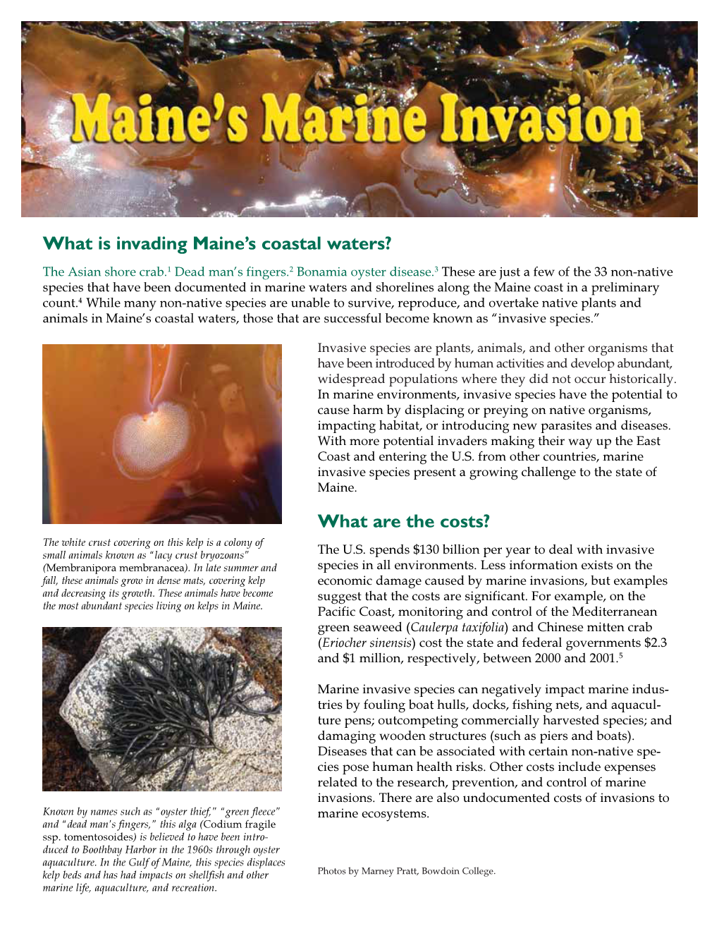 What Is Invading Maine's Coastal Waters? What Are the Costs?