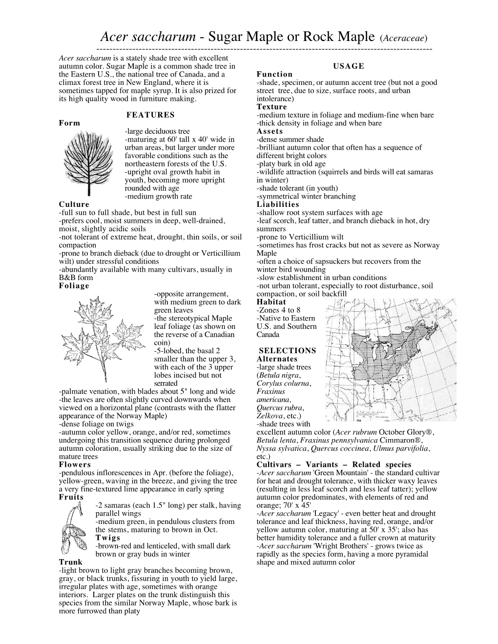 Acer Saccharum - Sugar Maple Or Rock Maple (Aceraceae) ------Acer Saccharum Is a Stately Shade Tree with Excellent Autumn Color