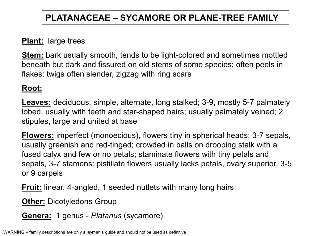 Platanaceae – Sycamore Or Plane-Tree Family