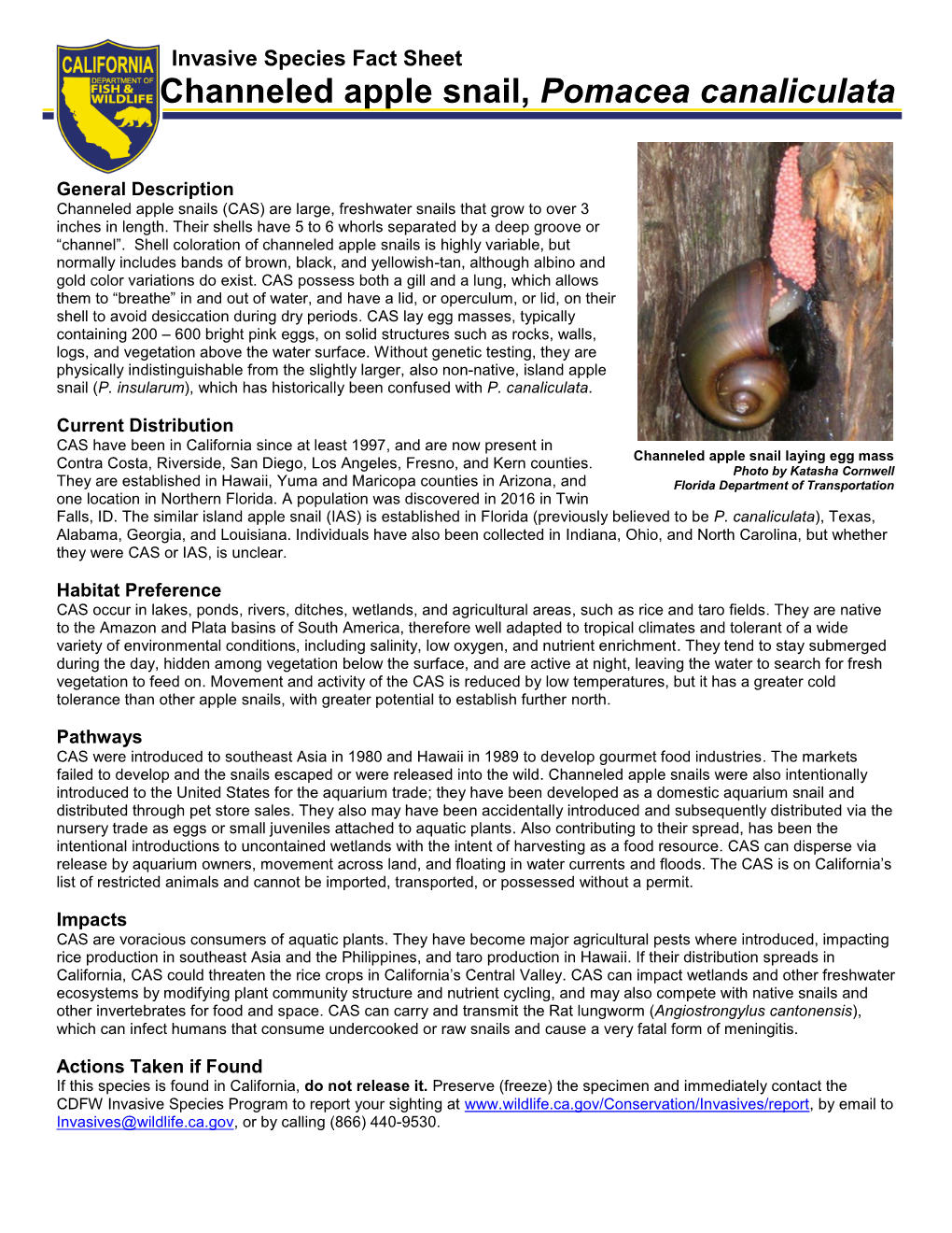 Channeled Apple Snail, Pomacea Canaliculata