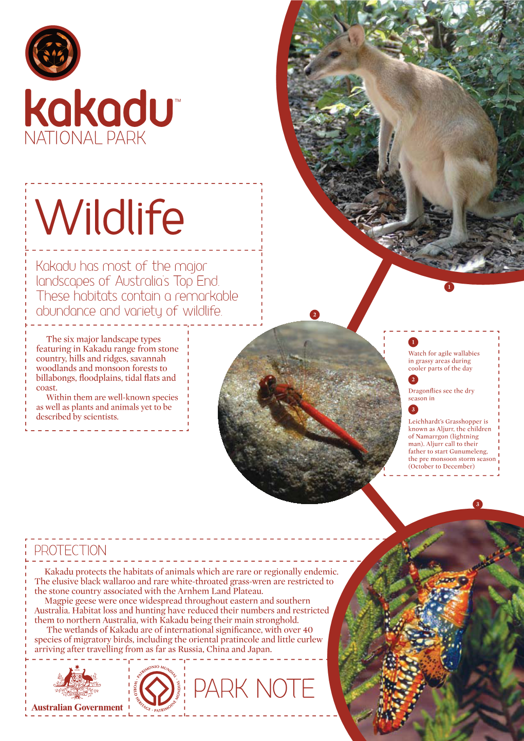 PDF Factsheet About Kakadu's Animals
