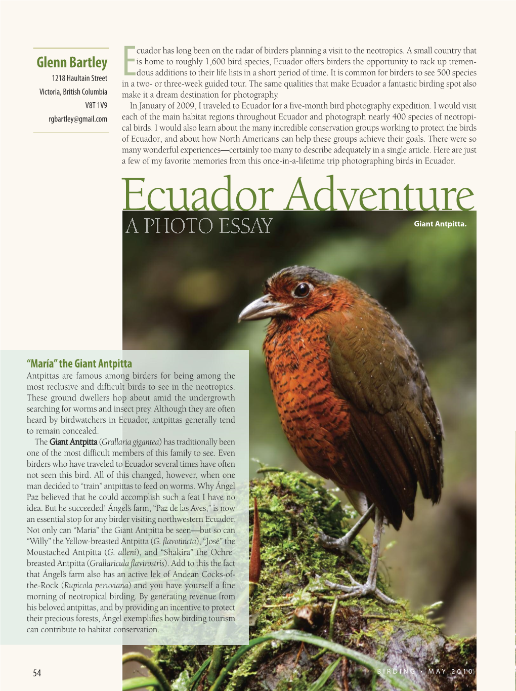 Ecuador Adventure Giant Antpitta