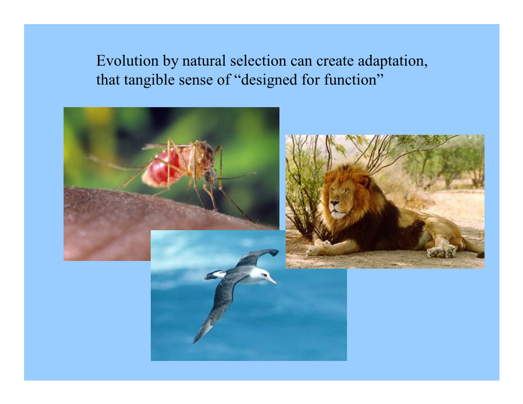 Evolution by Natural Selection Can Create Adaptation, That Tangible