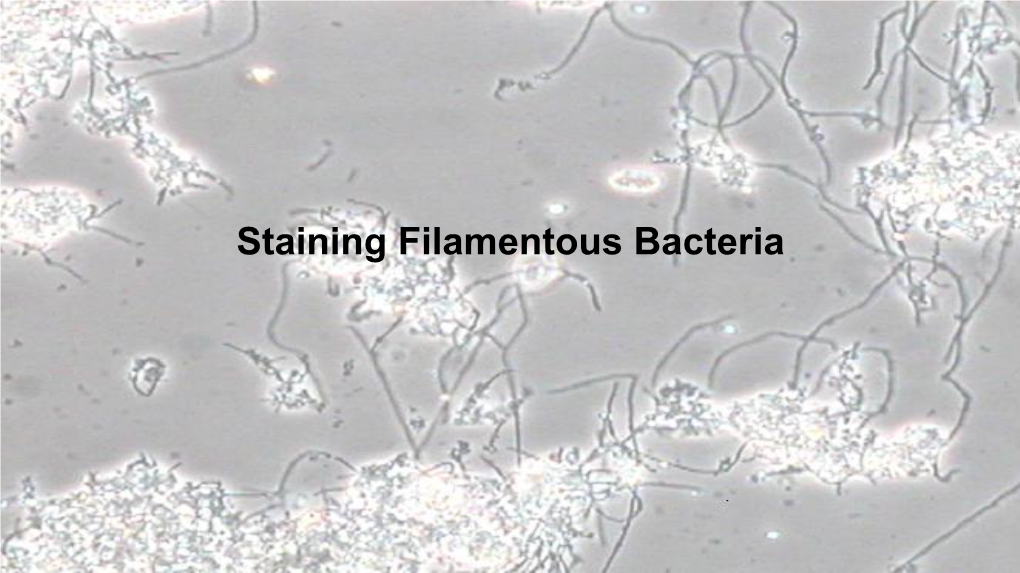 Staining Filamentous Bacteria Filaments Identifiable by Staining