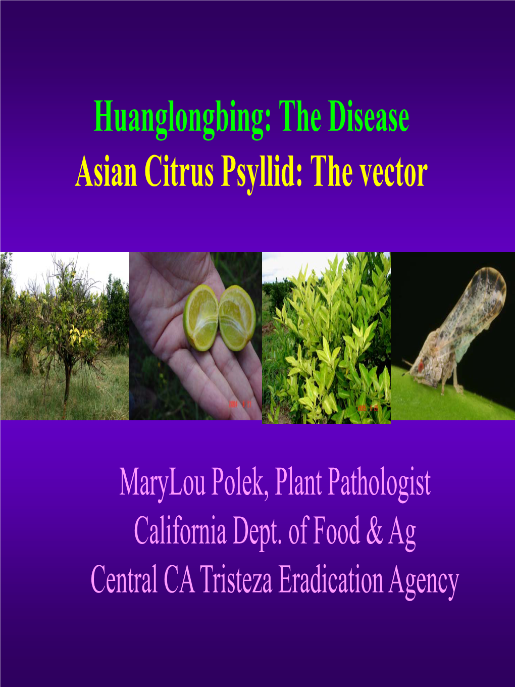 Huanglongbing: the Disease Asian Citrus Psyllid: the Vector