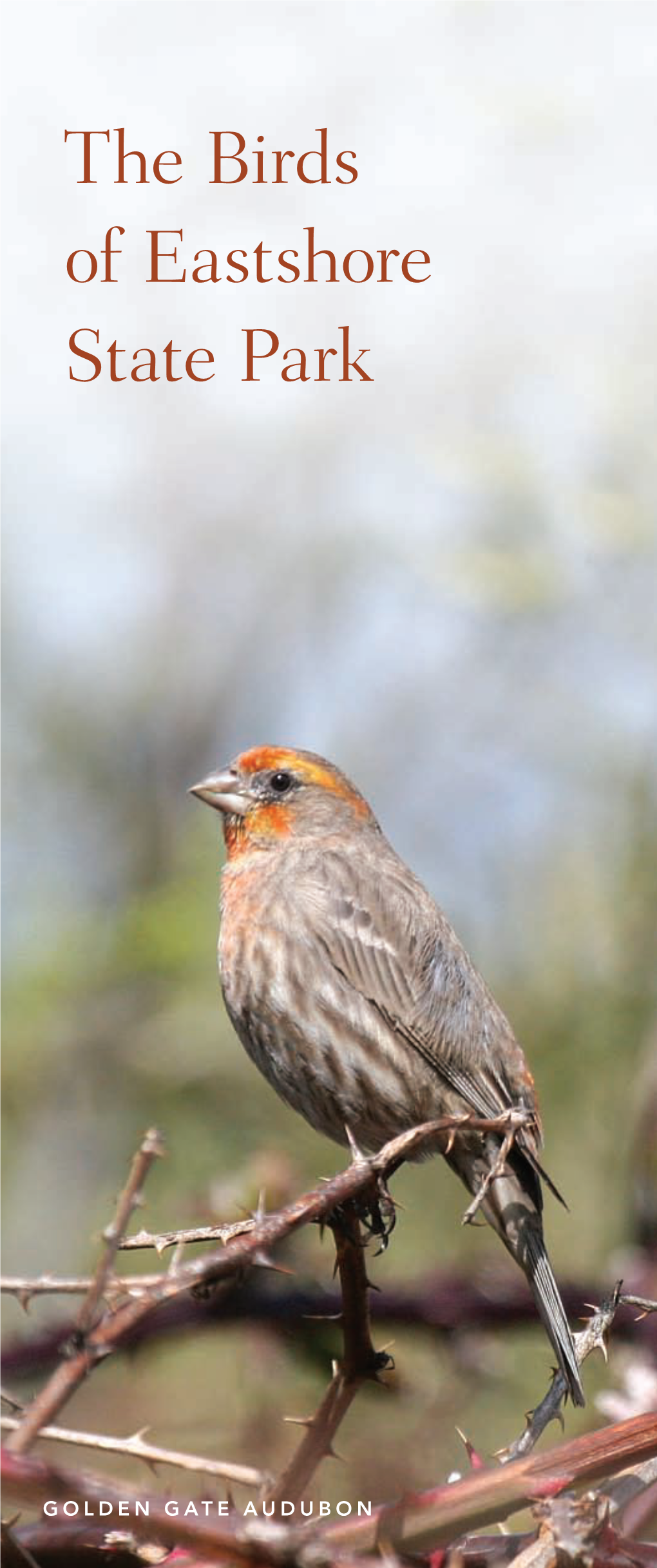 The Birds of Eastshore State Park