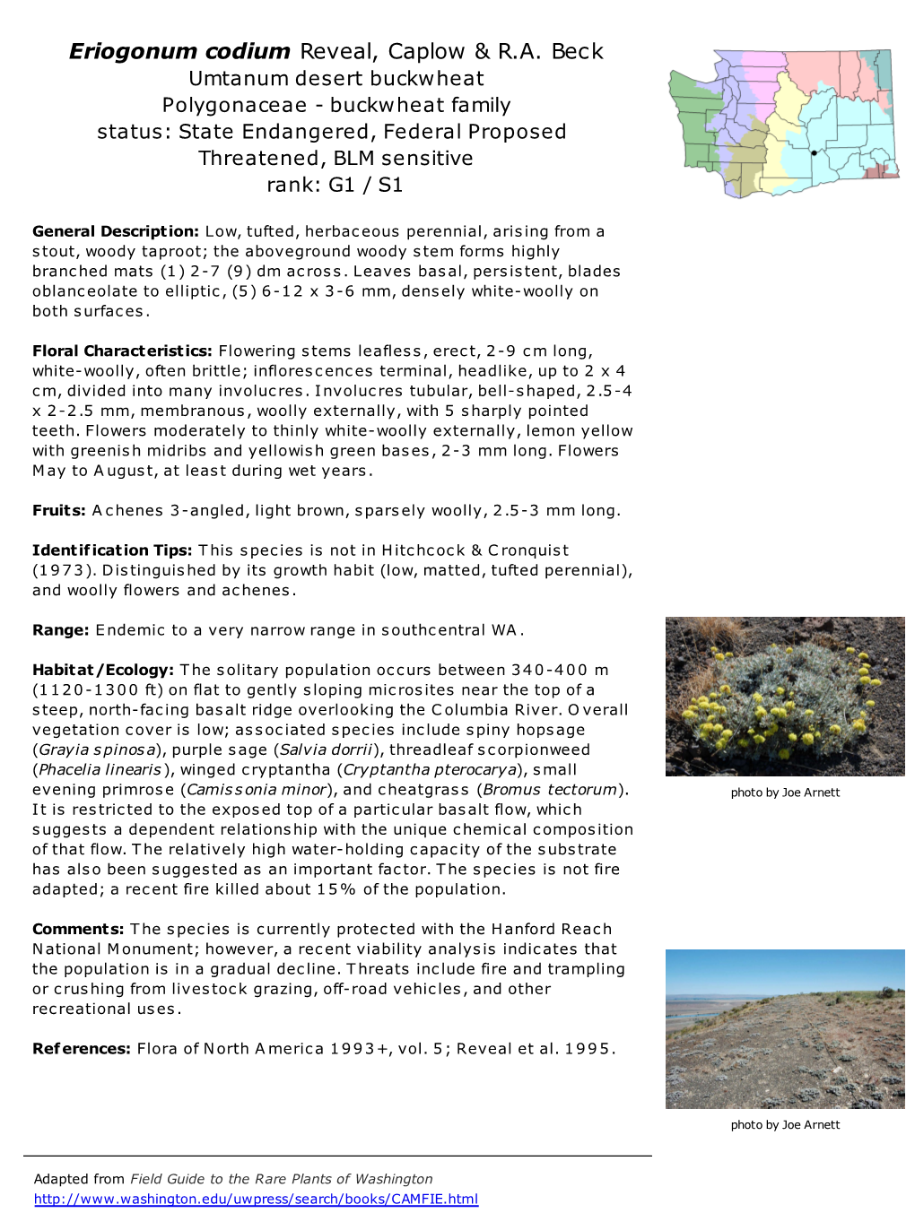 Eriogonum Codium Reveal, Caplow & R.A