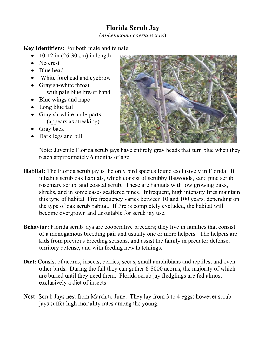 Scrub Jay (Aphelocoma Coerulescens) Identifiers