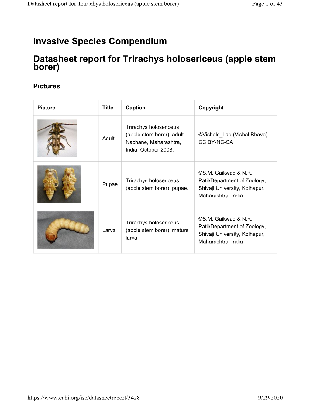 Trirachys Holosericeus (Apple Stem Borer) Page 1 of 43