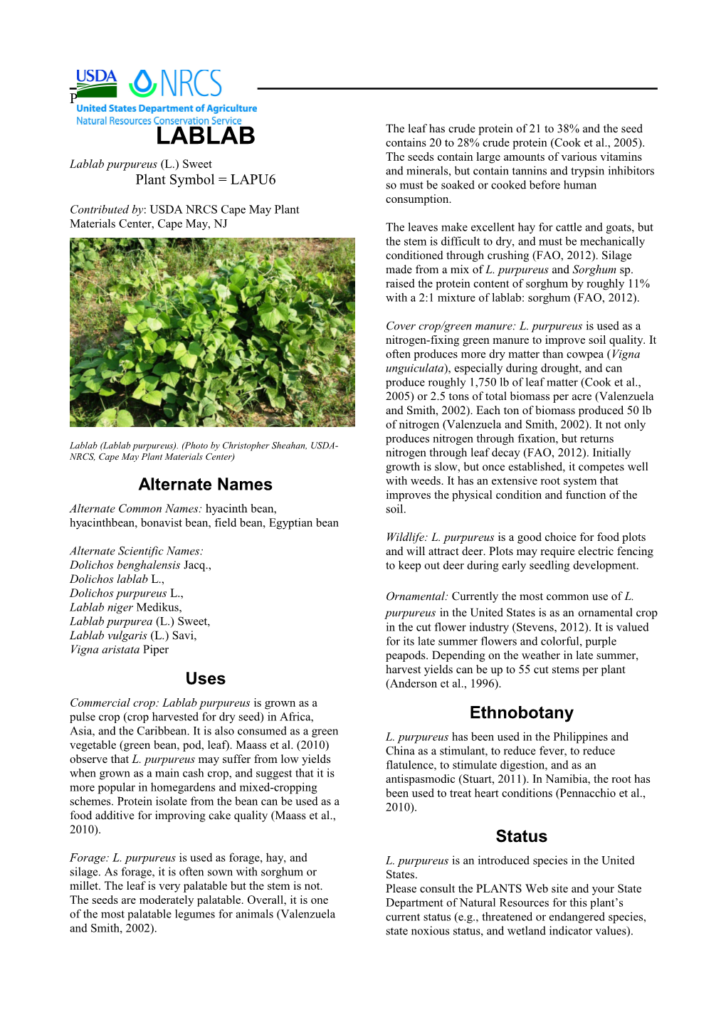 Lablab (Lablab Purpureus) Plant Guide