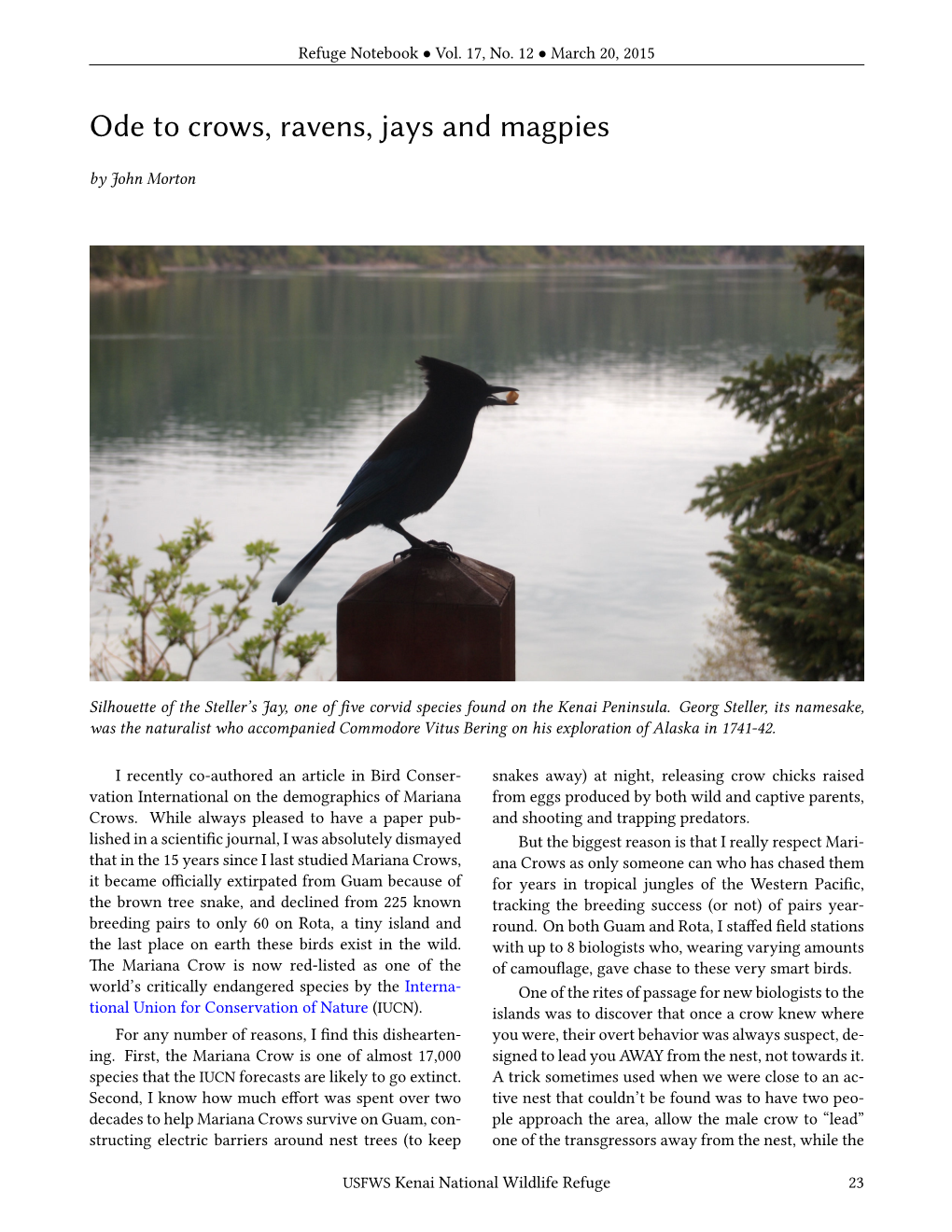 Ode to Crows, Ravens, Jays and Magpies by John Morton