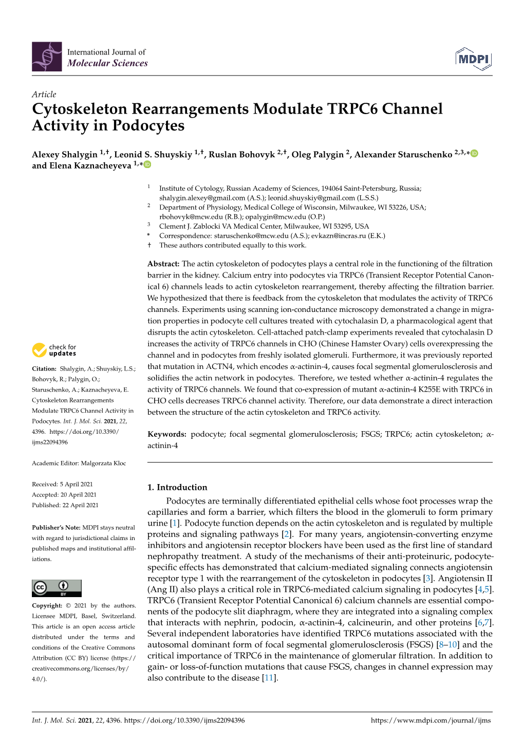 Cytoskeleton Rearrangements Modulate TRPC6 Channel Activity in Podocytes