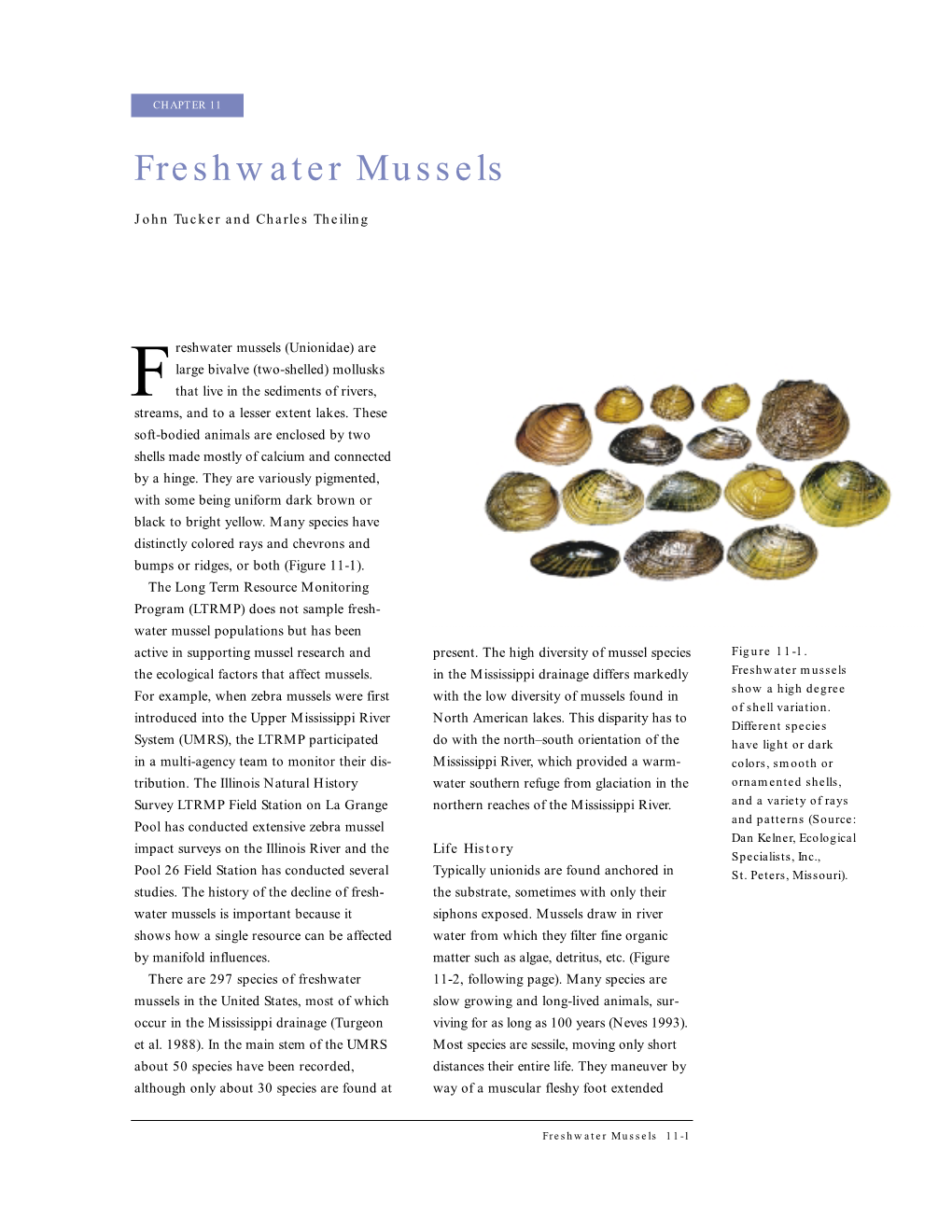 Freshwater Mussels