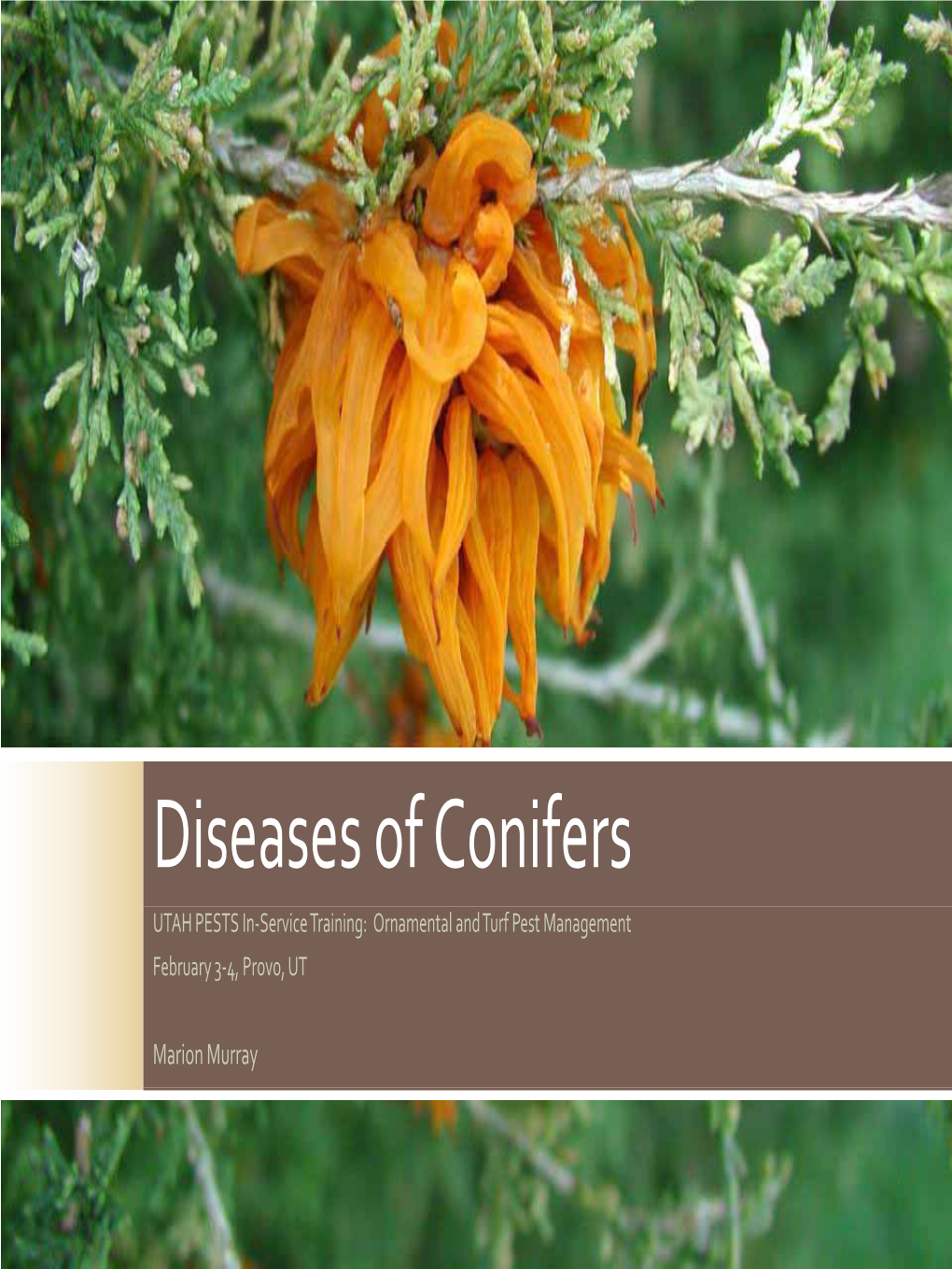 Diseases of Conifers UTAH PESTS In‐Service Training: Ornamental and Turf Pest Management February 3‐4, Provo, UT