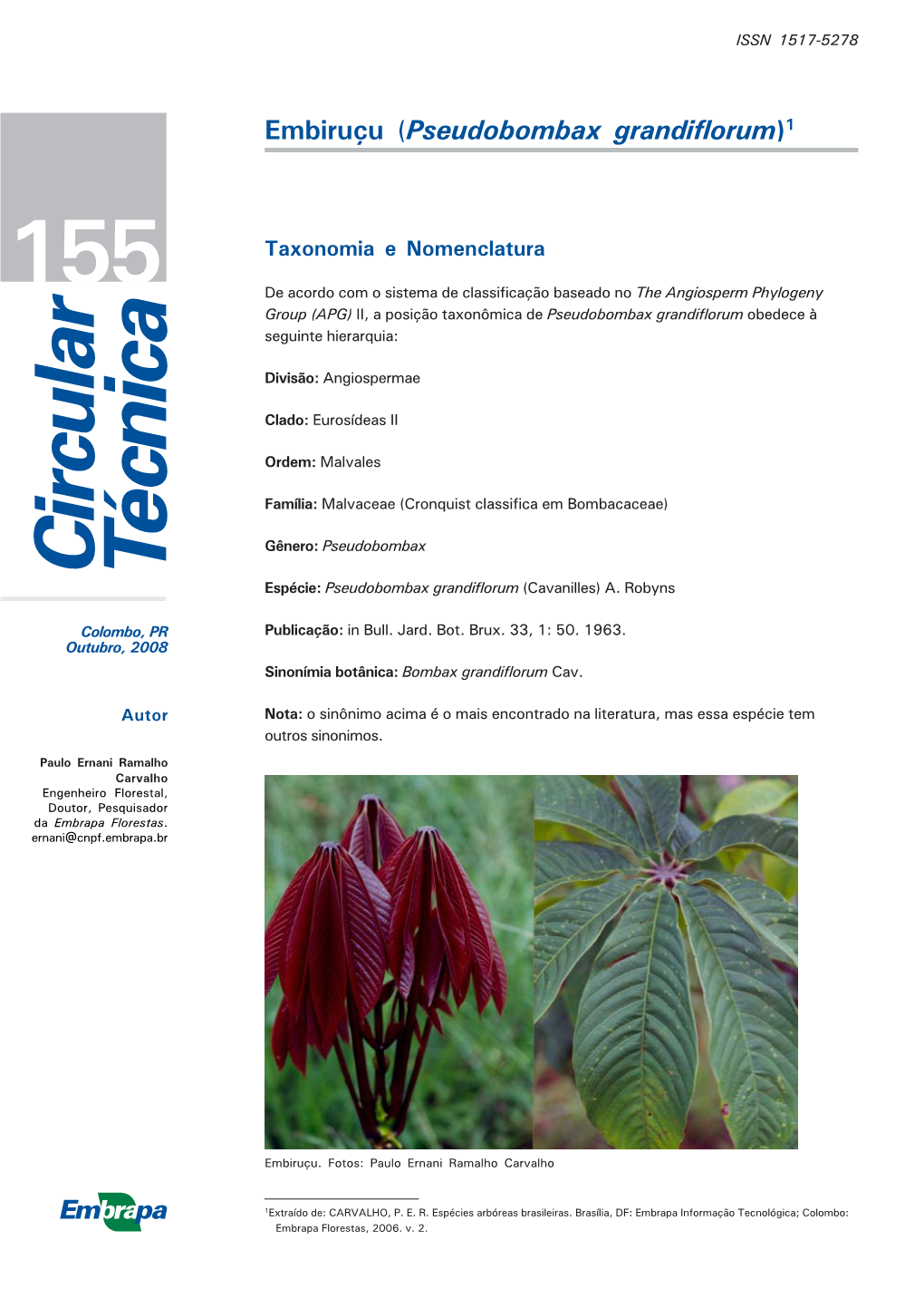 Embiruçu (Pseudobombax Grandiflorum)1