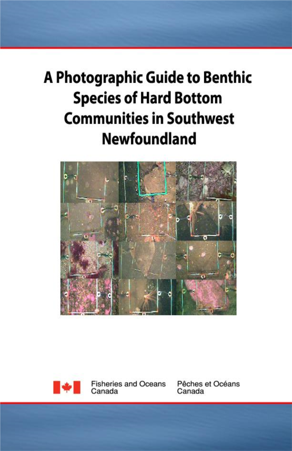 A Photographic Guide to Benthic Species of Hard Bottom Communities