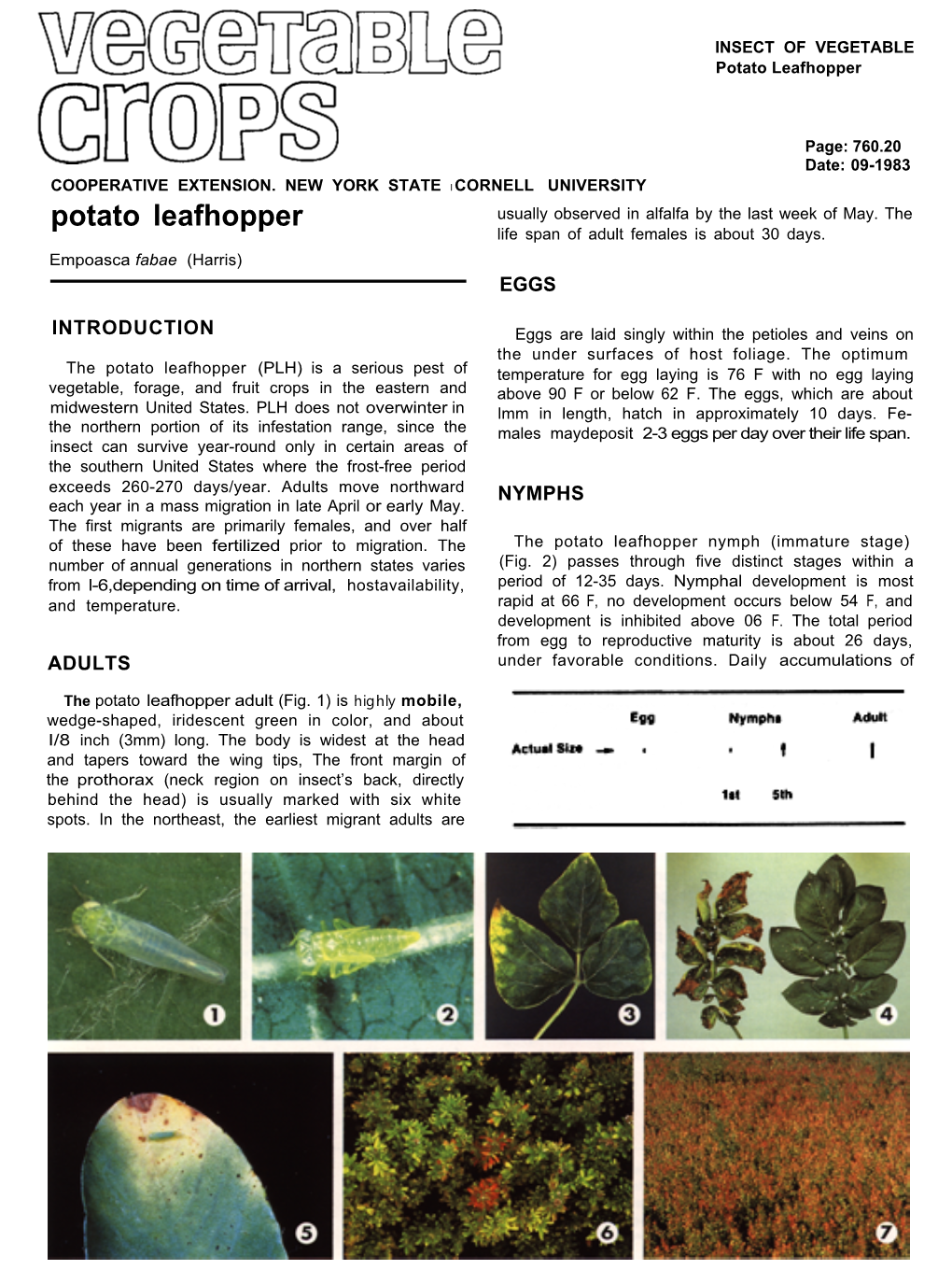 Insects of Vegetables: Potato Leafhopper