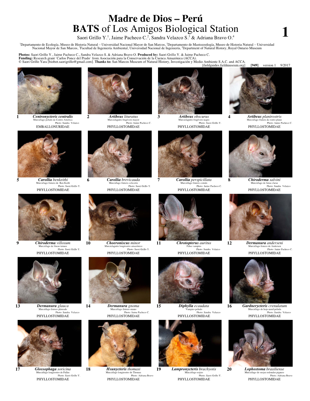 Madre De Dios – Perú BATS of Los Amigos Biological Station