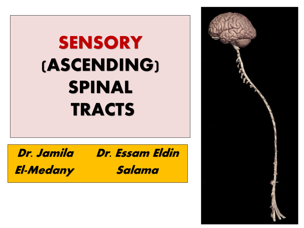 Sensory (Ascending) Spinal Tracts