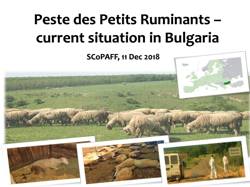 Peste Des Petits Ruminants – Current Situation in Bulgaria Scopaff, 11 Dec 2018 PPR Outbreaks In