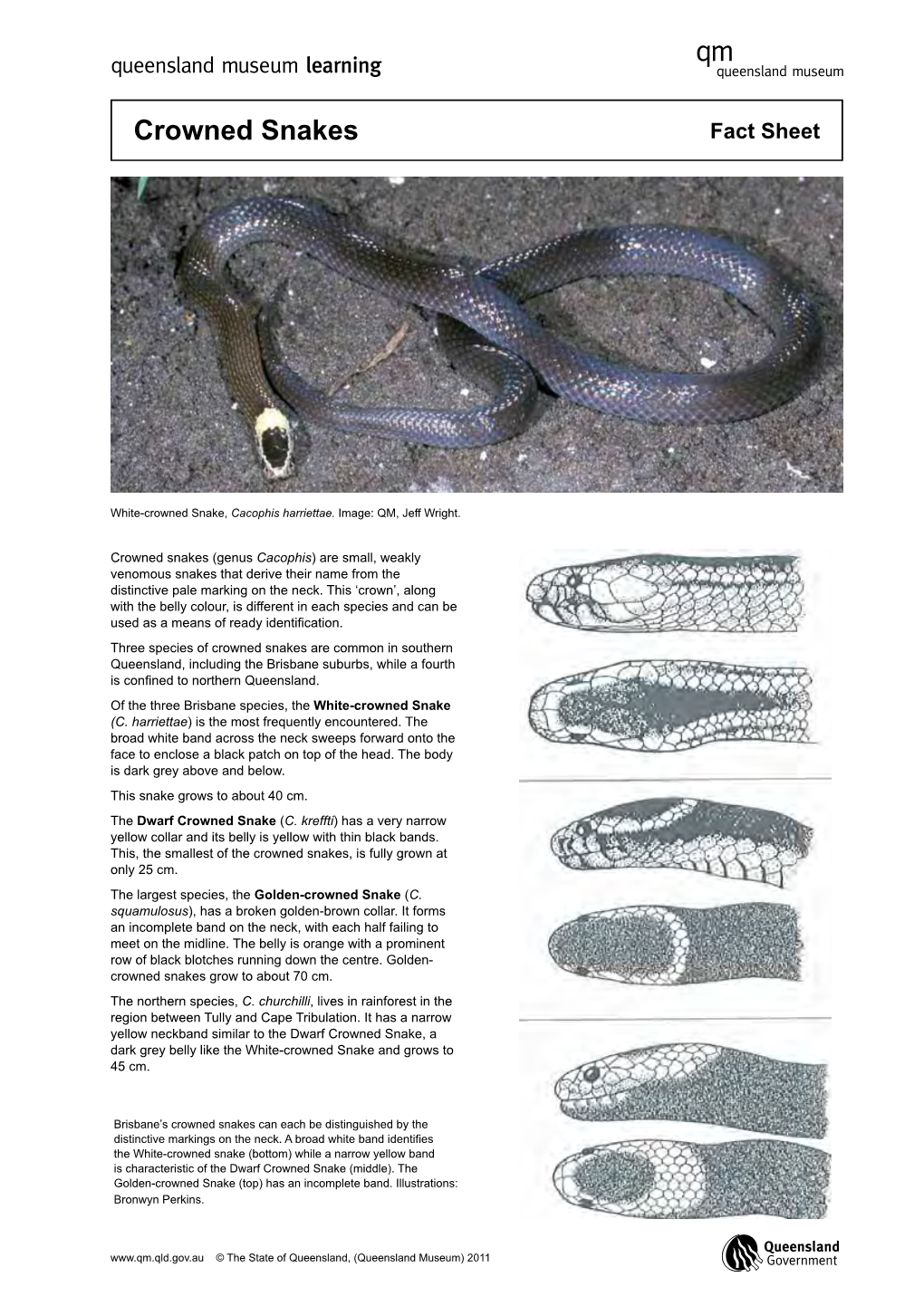 Crowned Snakes Fact Sheet