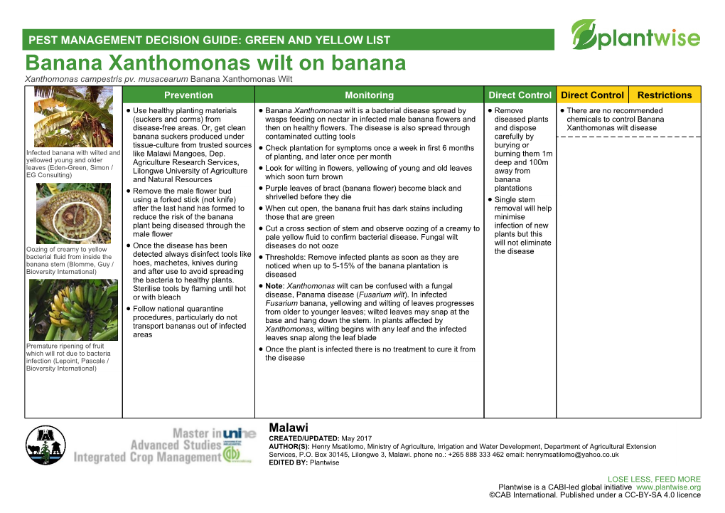 Banana Xanthomonas Wilt on Banana Xanthomonas Campestris Pv