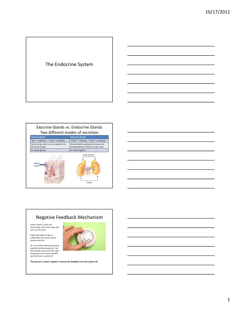 The Endocrine System Negative Feedback Mechanism