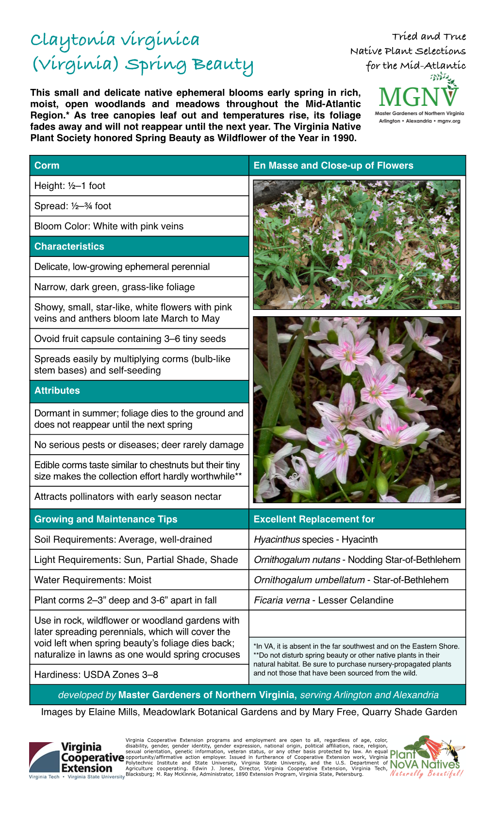 Claytonia Virginica Tried and True Native Plant Selections (Virginia) Spring Beauty for the Mid-Atlantic
