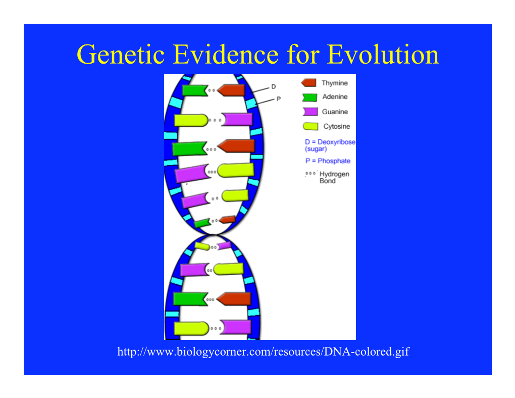 Genetic Evidence for Evolution