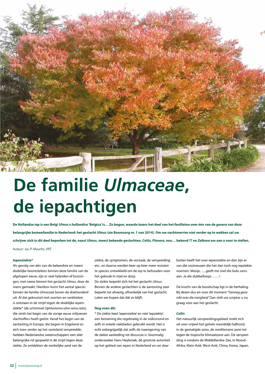 De Familie Ulmaceae, De Iepachtigen