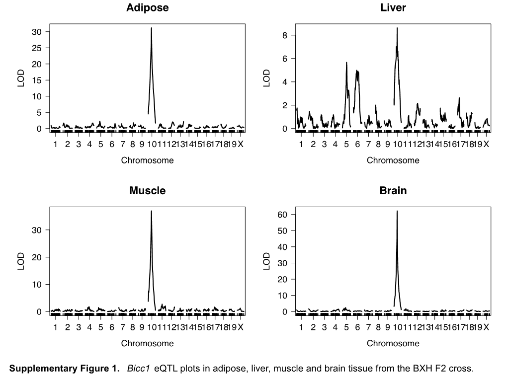 Adipose Liver Muscle Brain