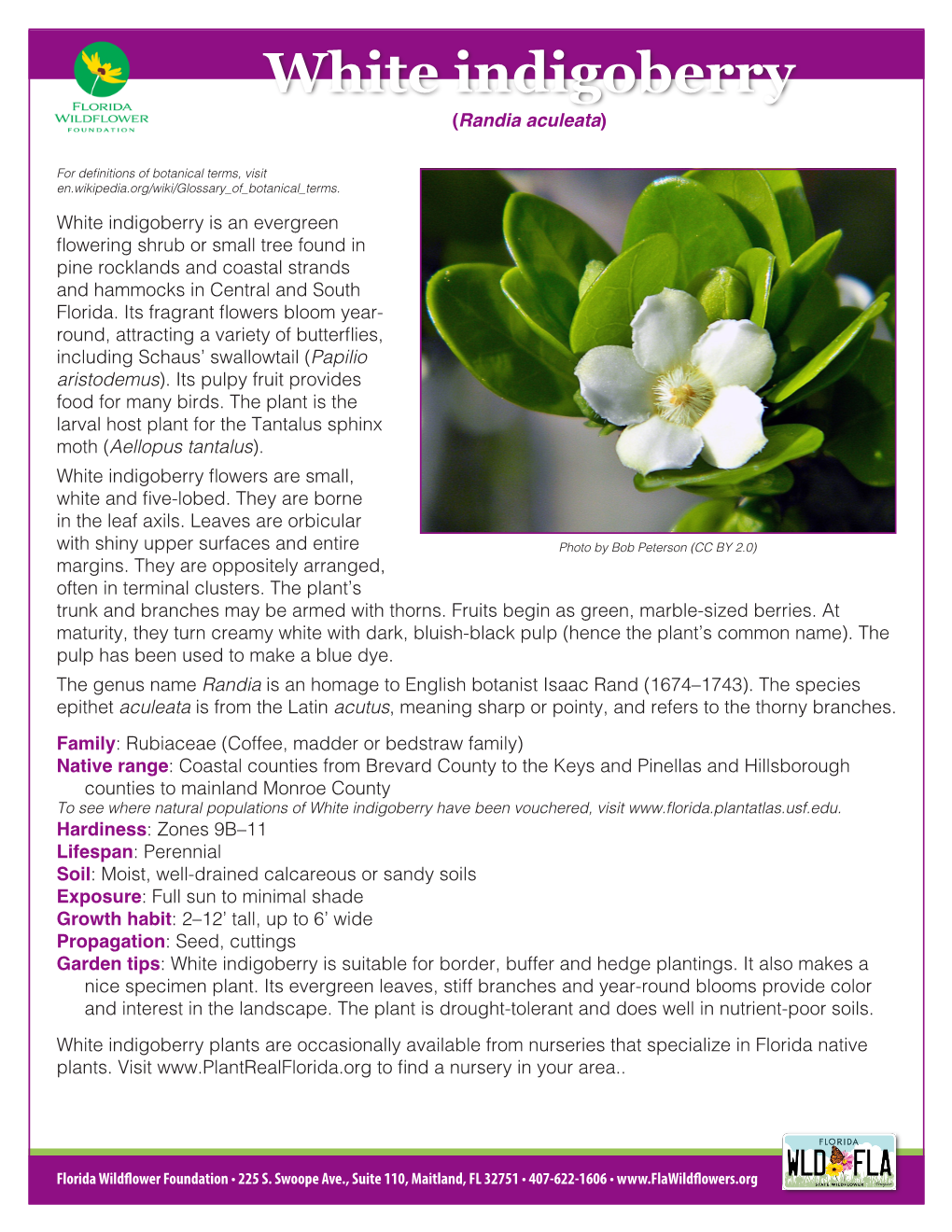 White Indigoberry (Randia Aculeata)
