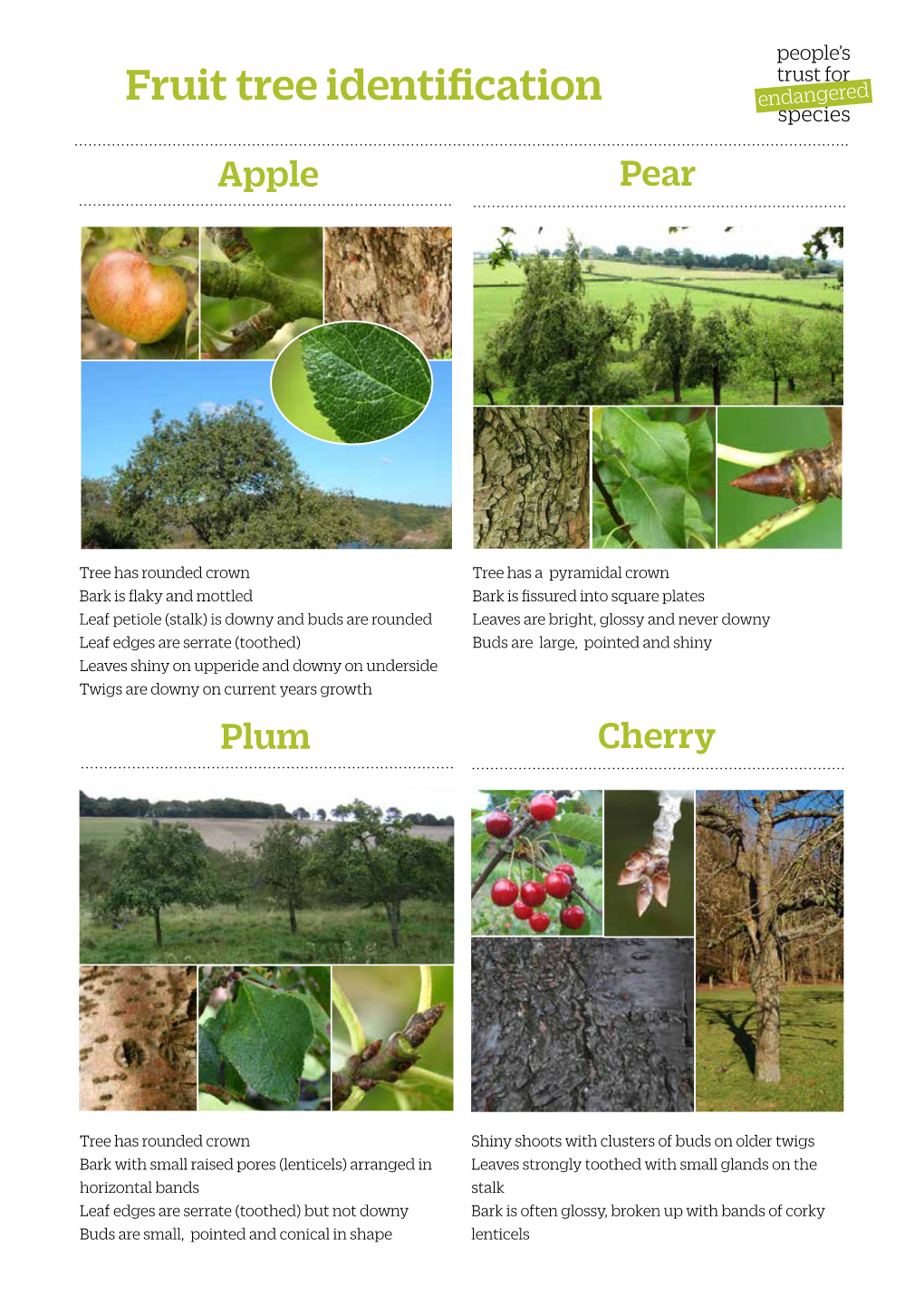 Fruit Tree Identification Guide