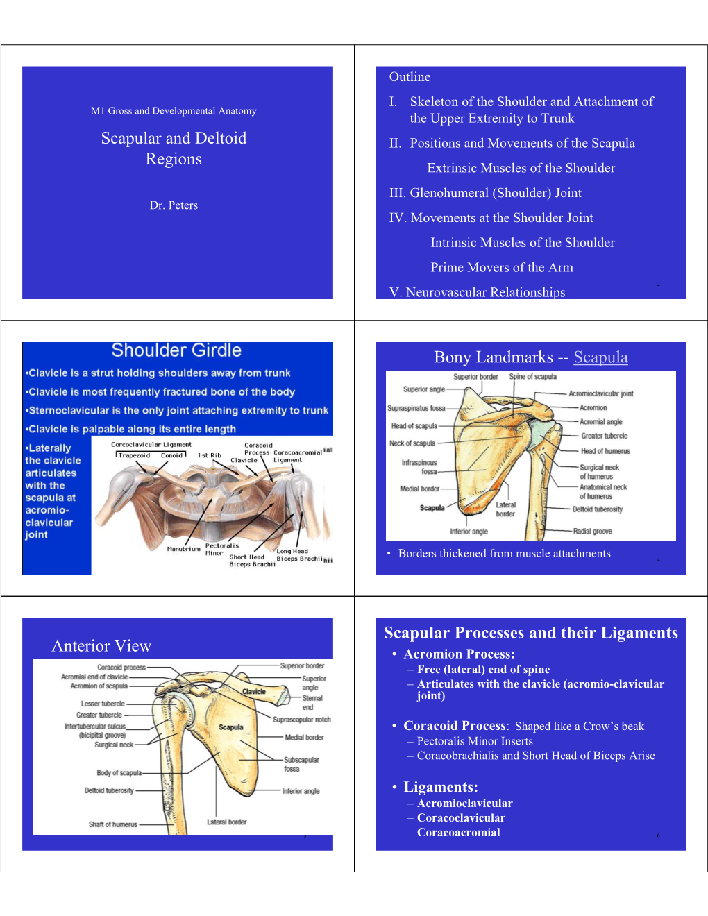 Scapular and Deltoid Regions Bony Landmarks -- Scapula Anterior