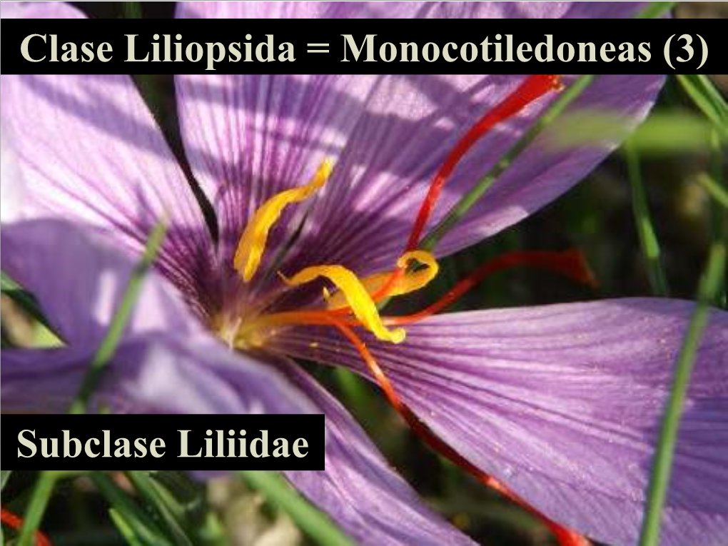 Clase Liliopsida = Monocotiledoneas (3) Subclase Liliidae
