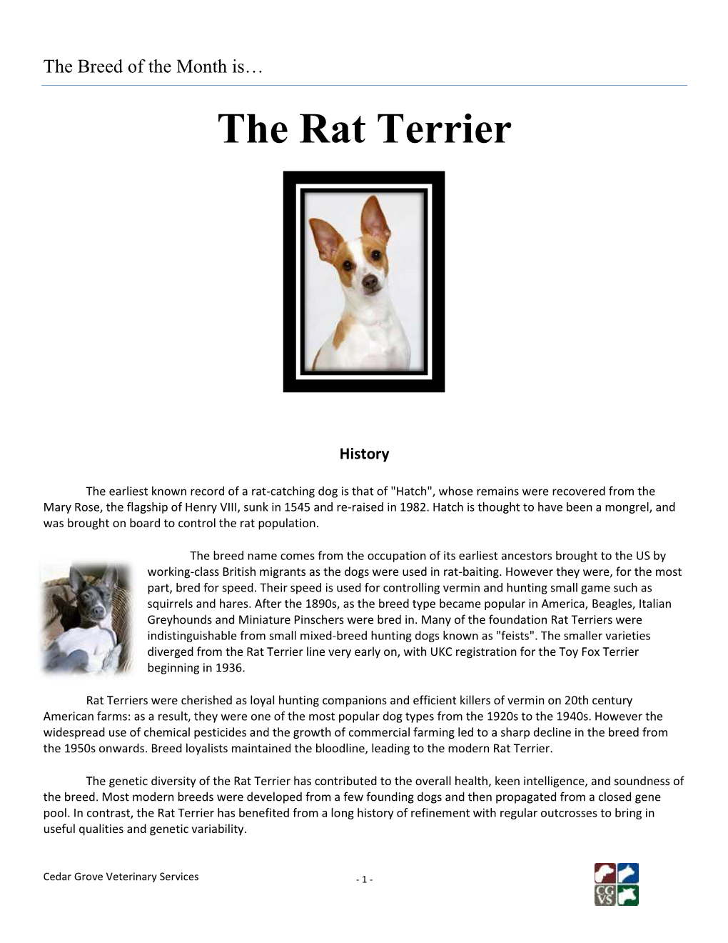 The Rat Terrier