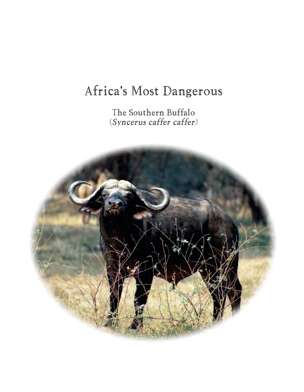 Africa's Most Dangerous