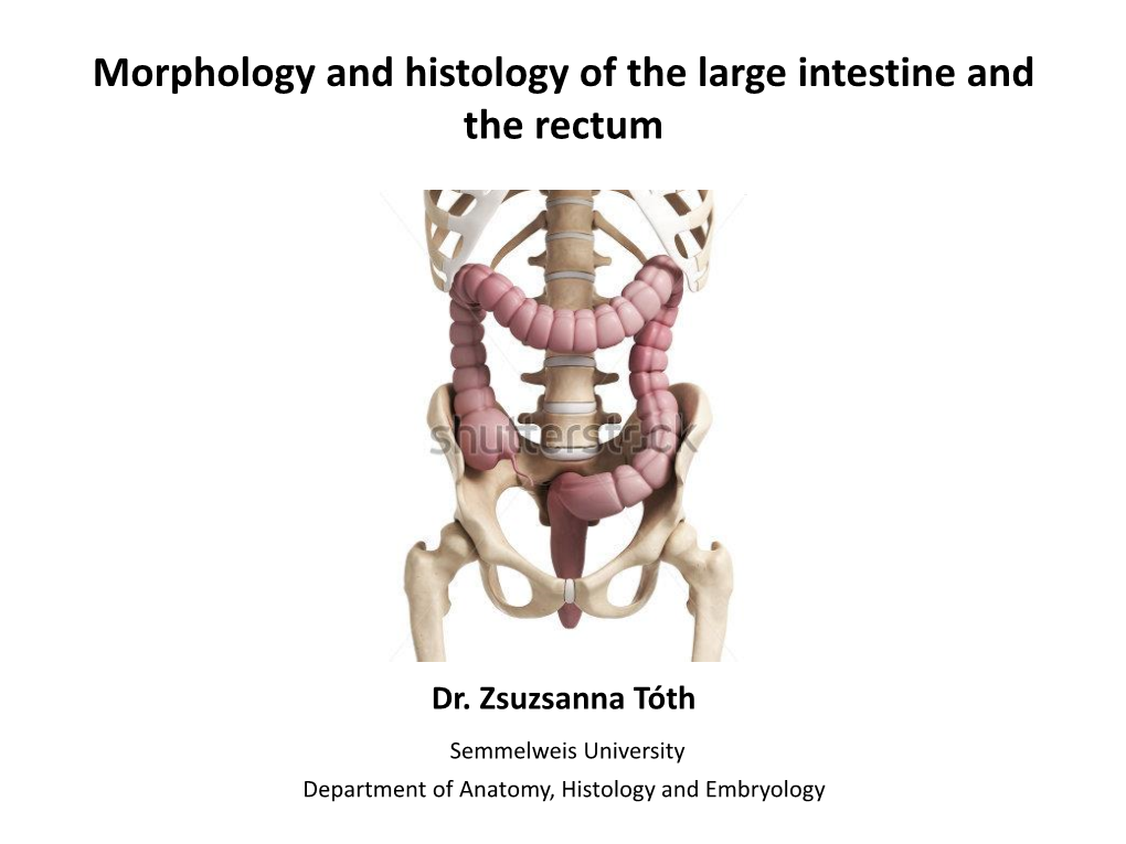 Morphology and Histology of the Large Intestine and the Rectum