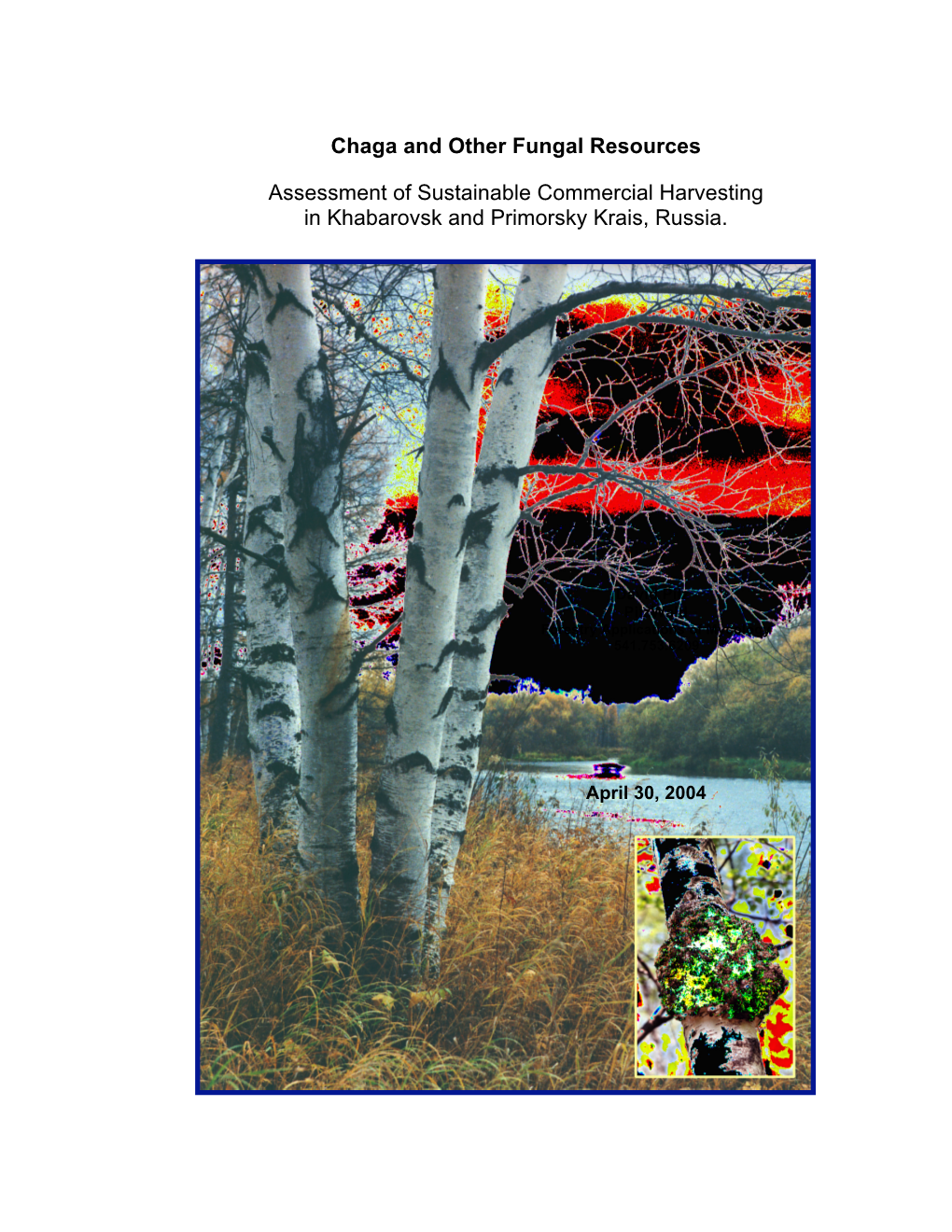 Chaga and Other Fungal Resources Assessment of Sustainable