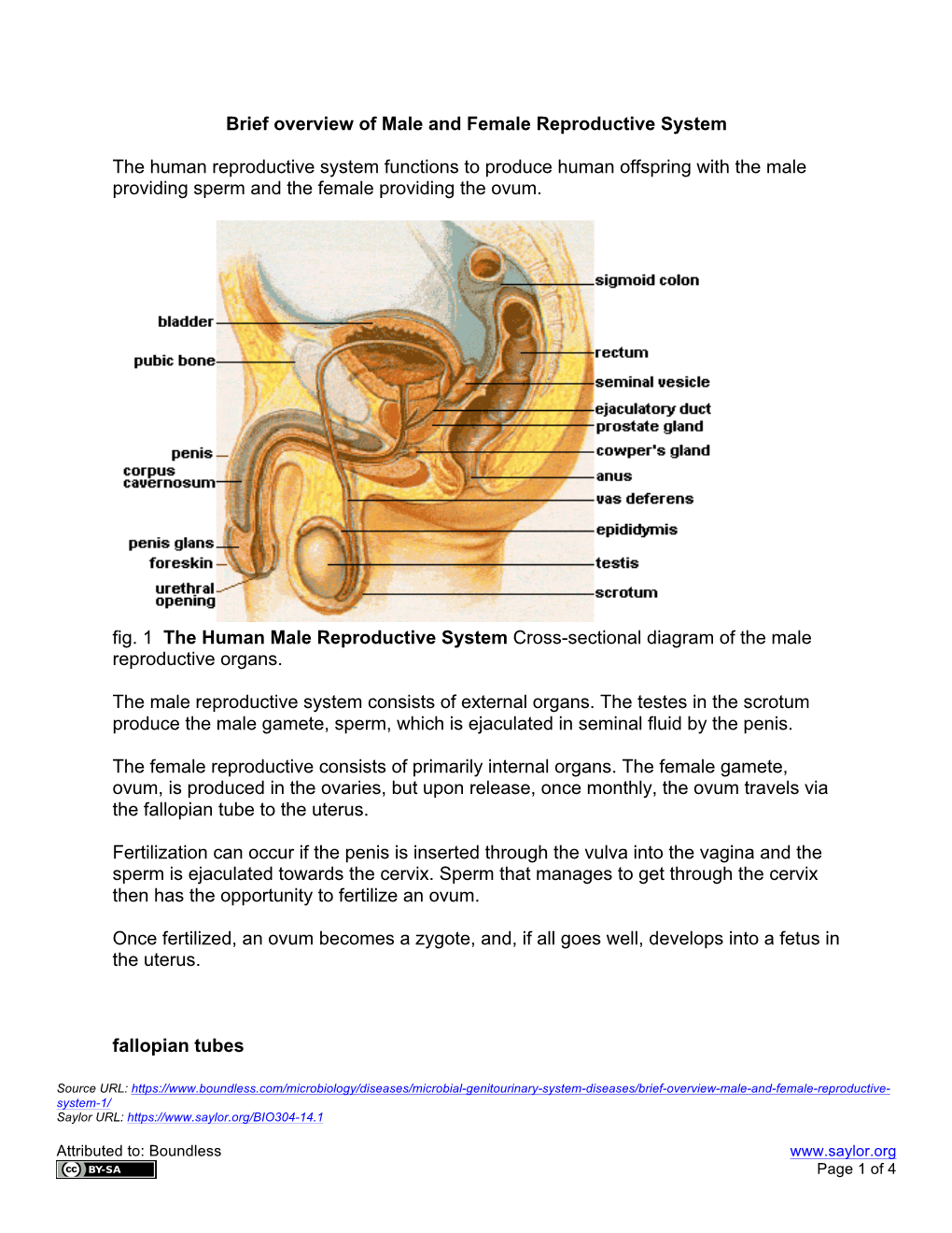 Brief Overview of Male and Female Reproductive System