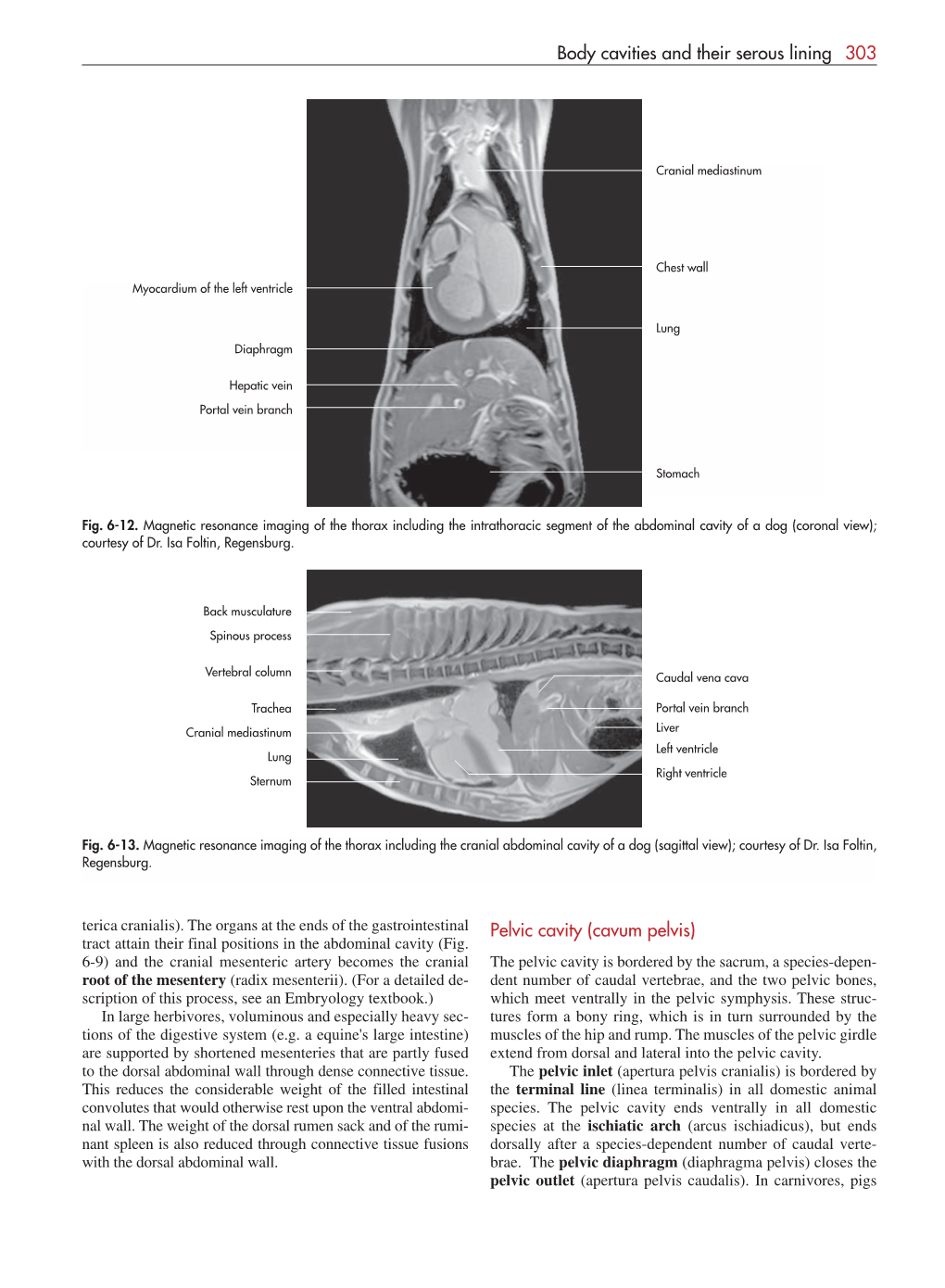 303 Body Cav I Ties and Their Serous Lining Pelvic Cavity (Cavum Pelvis)