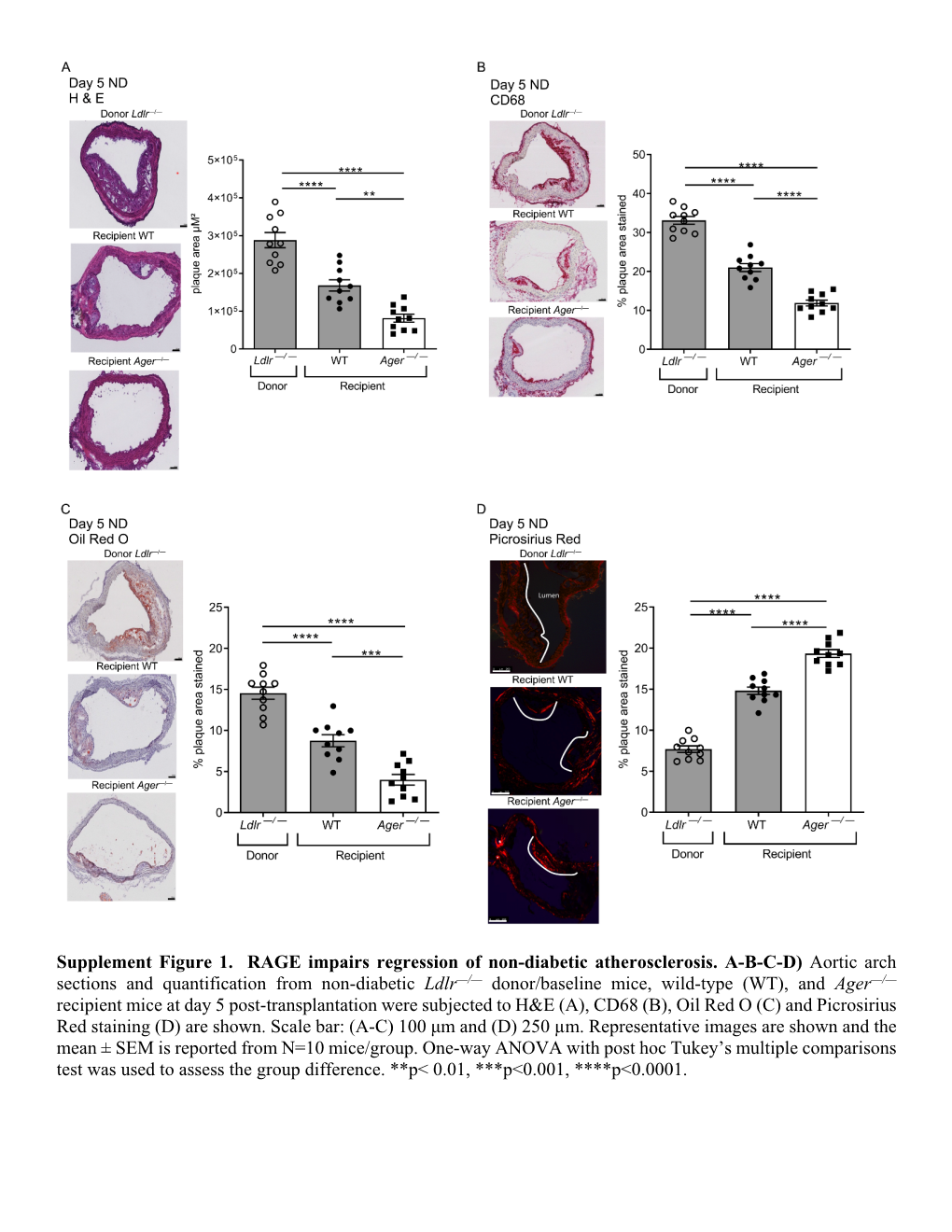 Supplement Figure 1. RAGE Impairs Regression of Non-Diabetic Atherosclerosis