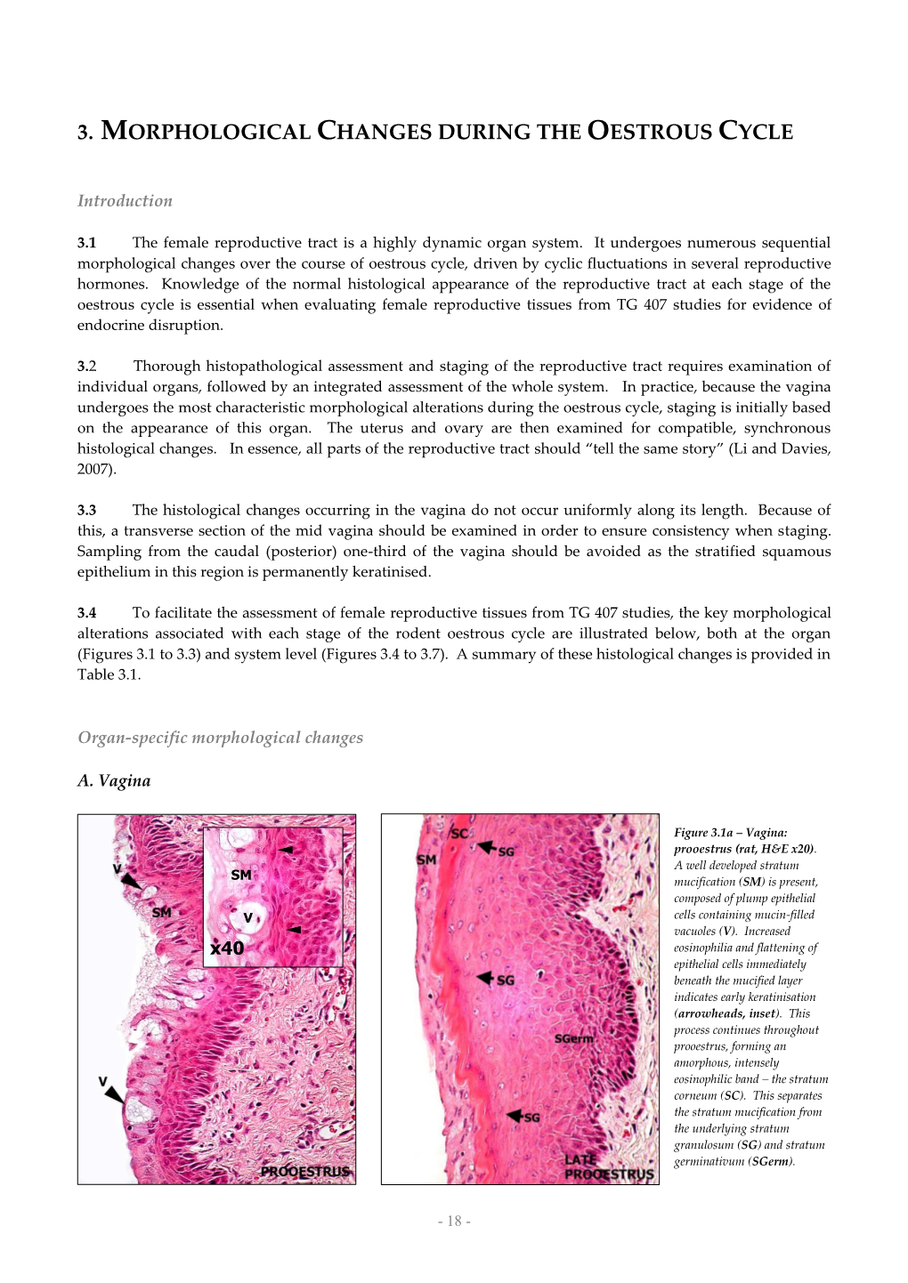 Guidelines for Histopathological Evaluation