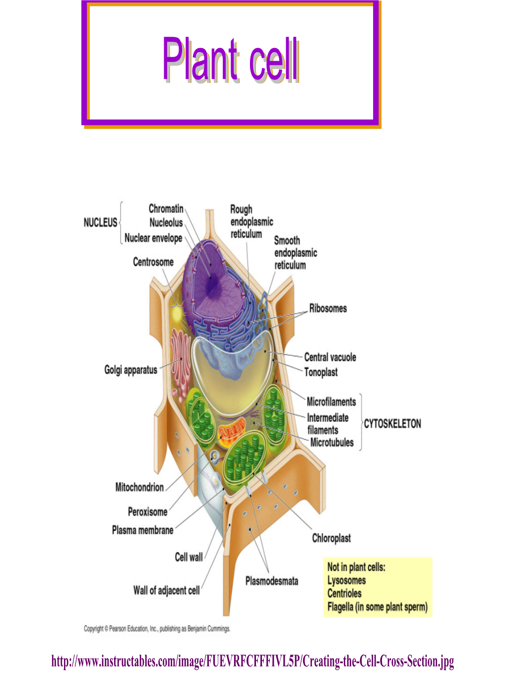 Plant-Cell.Pdf