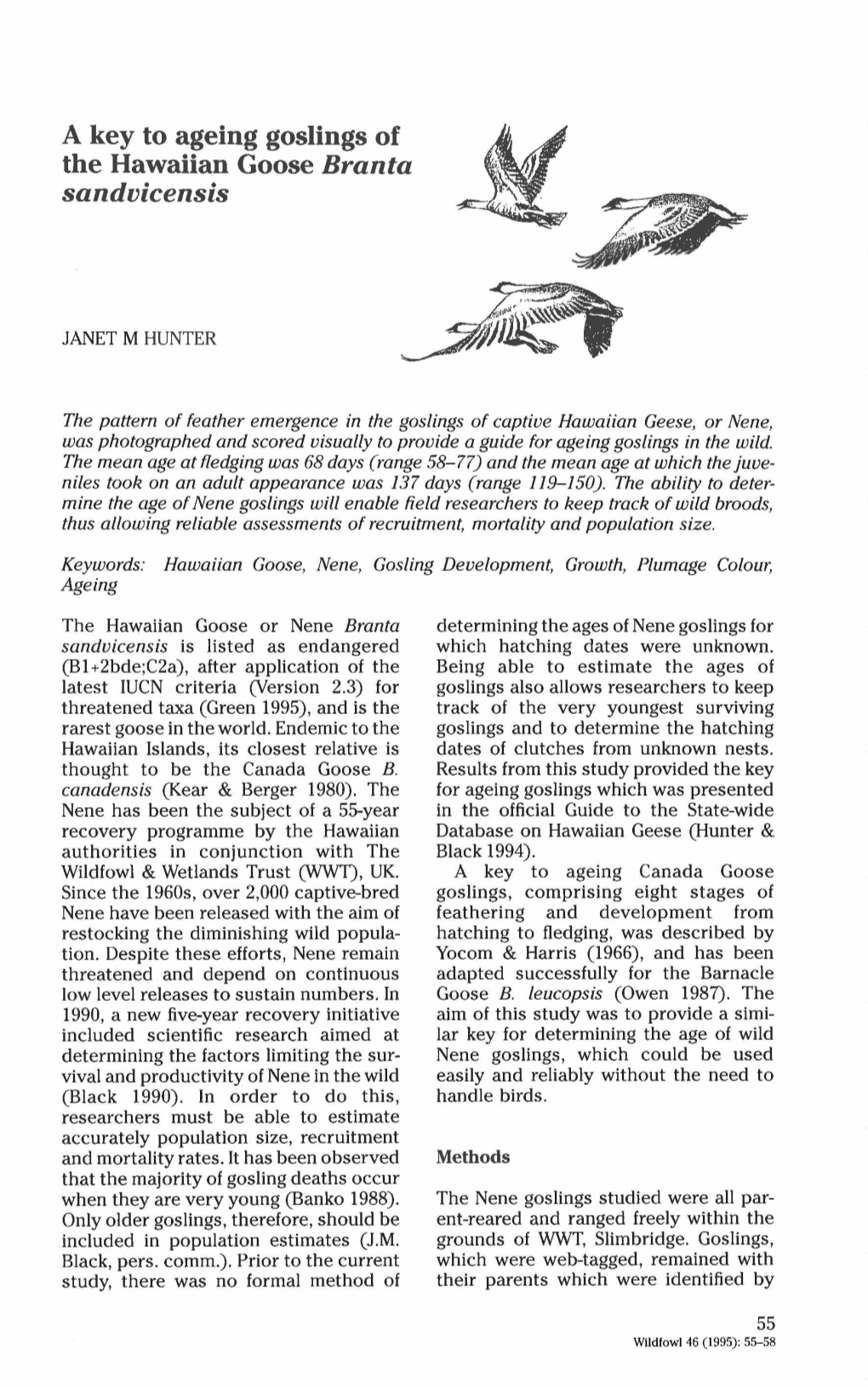 A Key to Ageing Goslings of the Hawaiian Goose Branta Sandvicensis