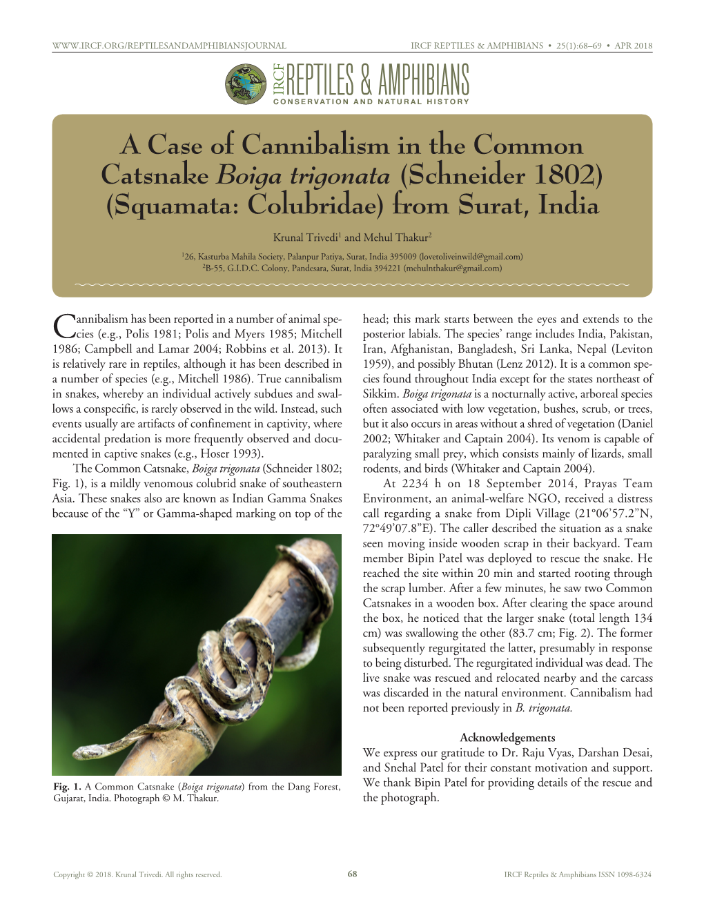 A Case of Cannibalism in the Common Catsnake Boiga Trigonata