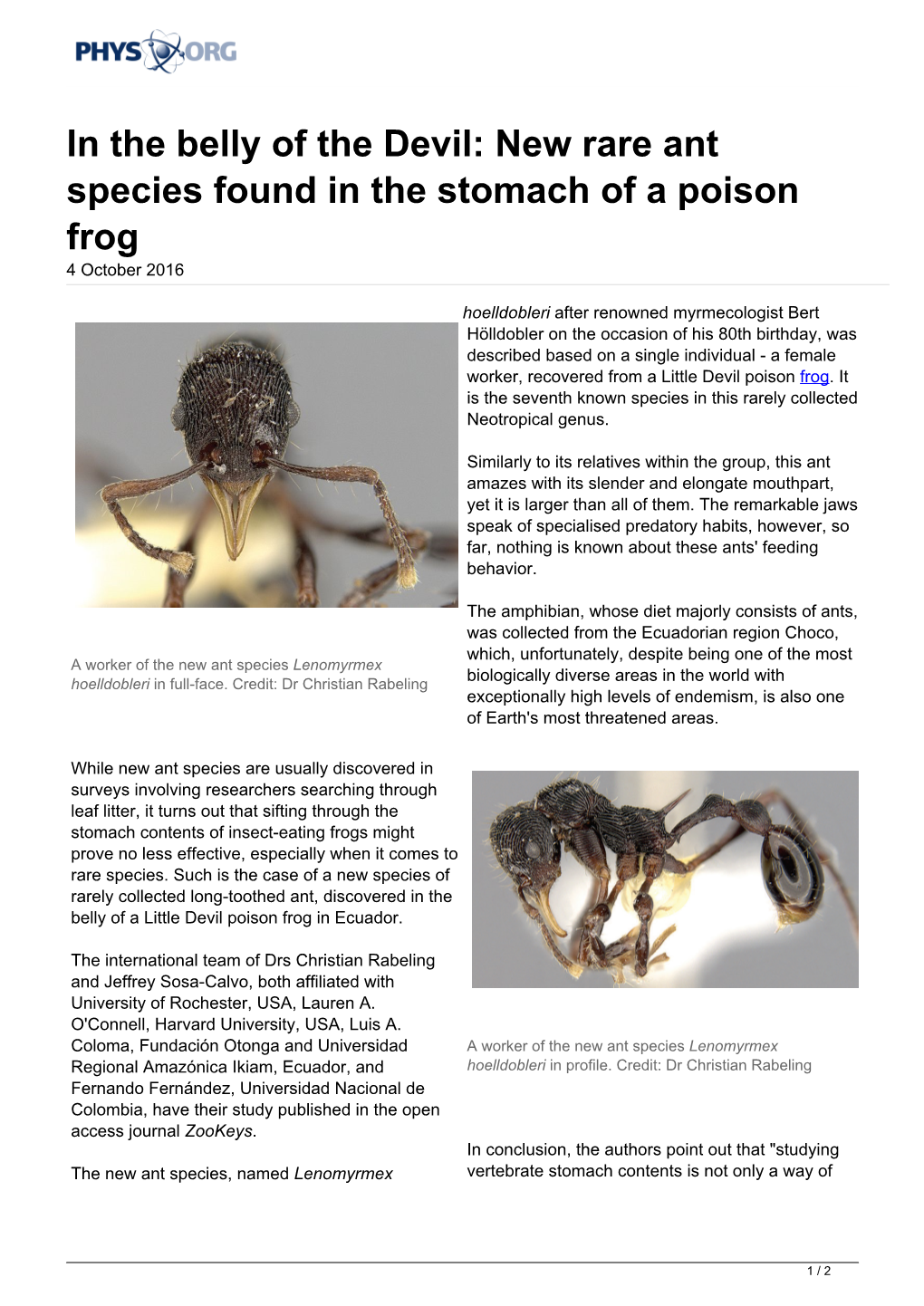 New Rare Ant Species Found in the Stomach of a Poison Frog 4 October 2016